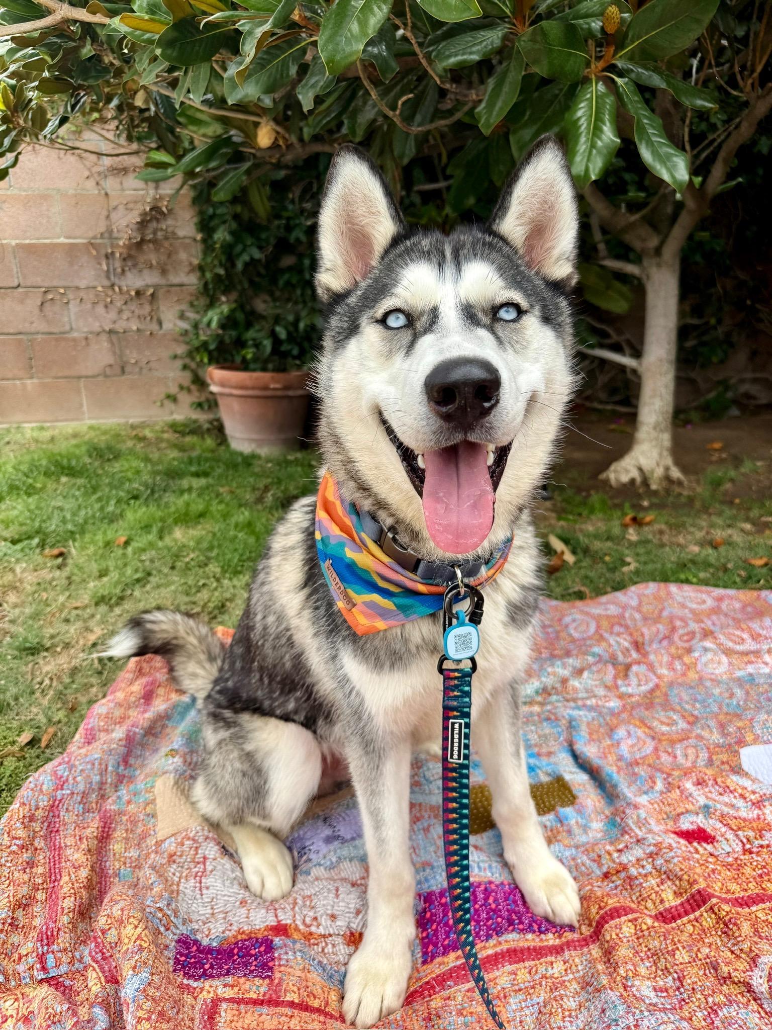 Enlarge Damien, a Adoptable Husky in Portland, OR image 2/6