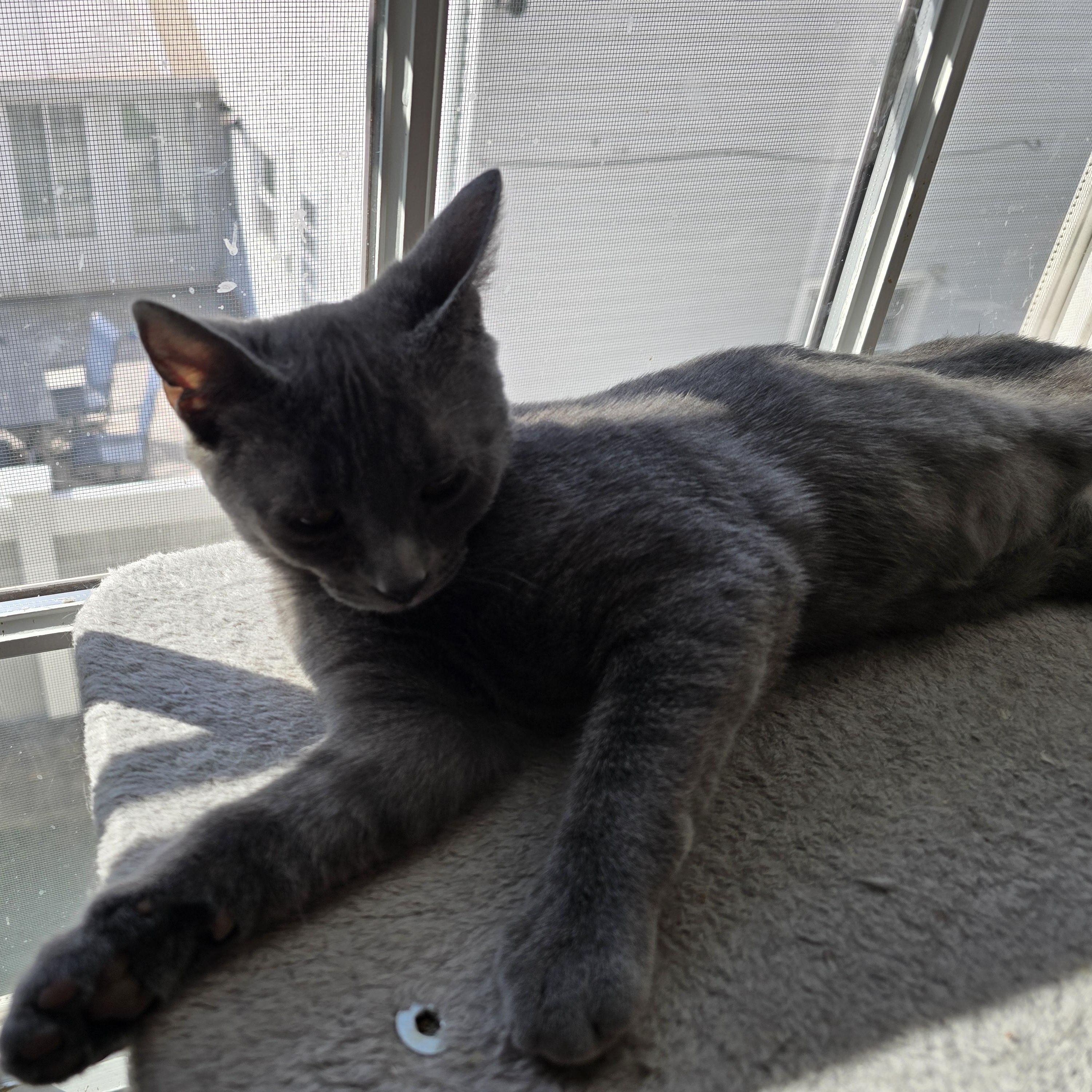 Gabbie, Adoptable, Kitten Female Russian Blue & Domestic Short Hair.
