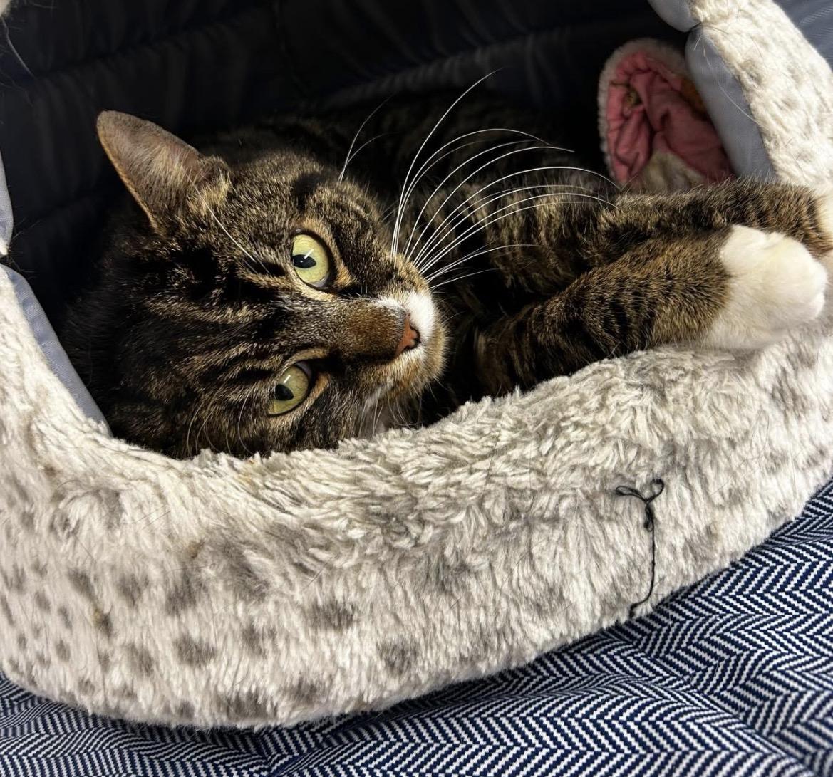 Enlarge Amber Glenn, a ADOPTABLE Domestic Short Hair in Maple Ridge, BC image 4/6