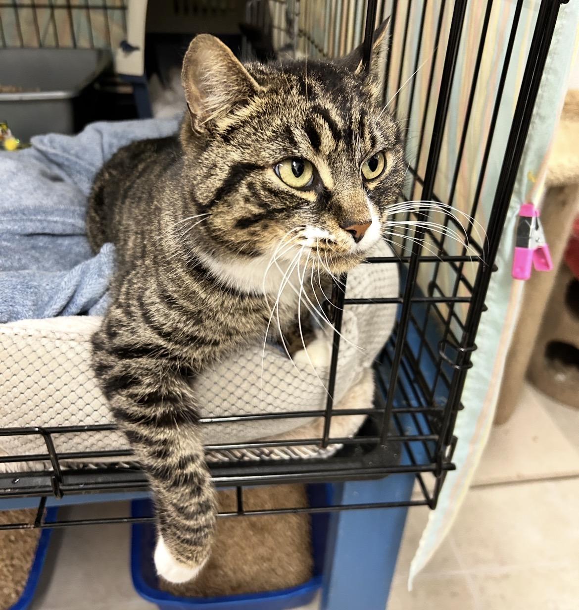 Amber Glenn, ADOPTABLE, Young Female Domestic Short Hair.
