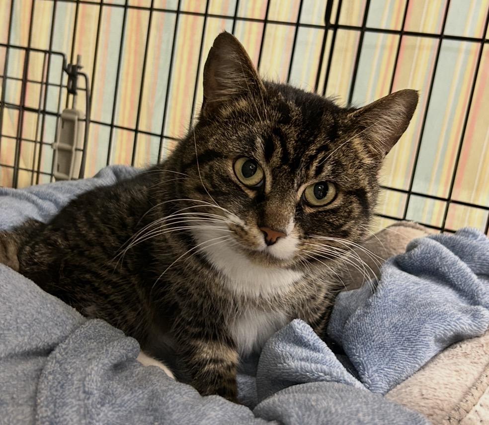 Enlarge Amber Glenn, a ADOPTABLE Domestic Short Hair in Maple Ridge, BC image 6/6