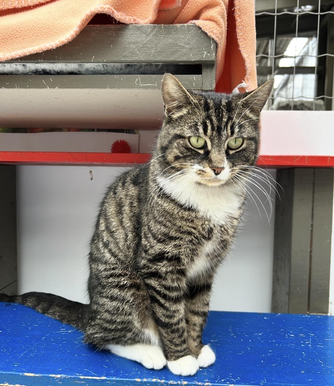 Enlarge Amber Glenn, a ADOPTABLE Domestic Short Hair in Maple Ridge, BC image 3/6