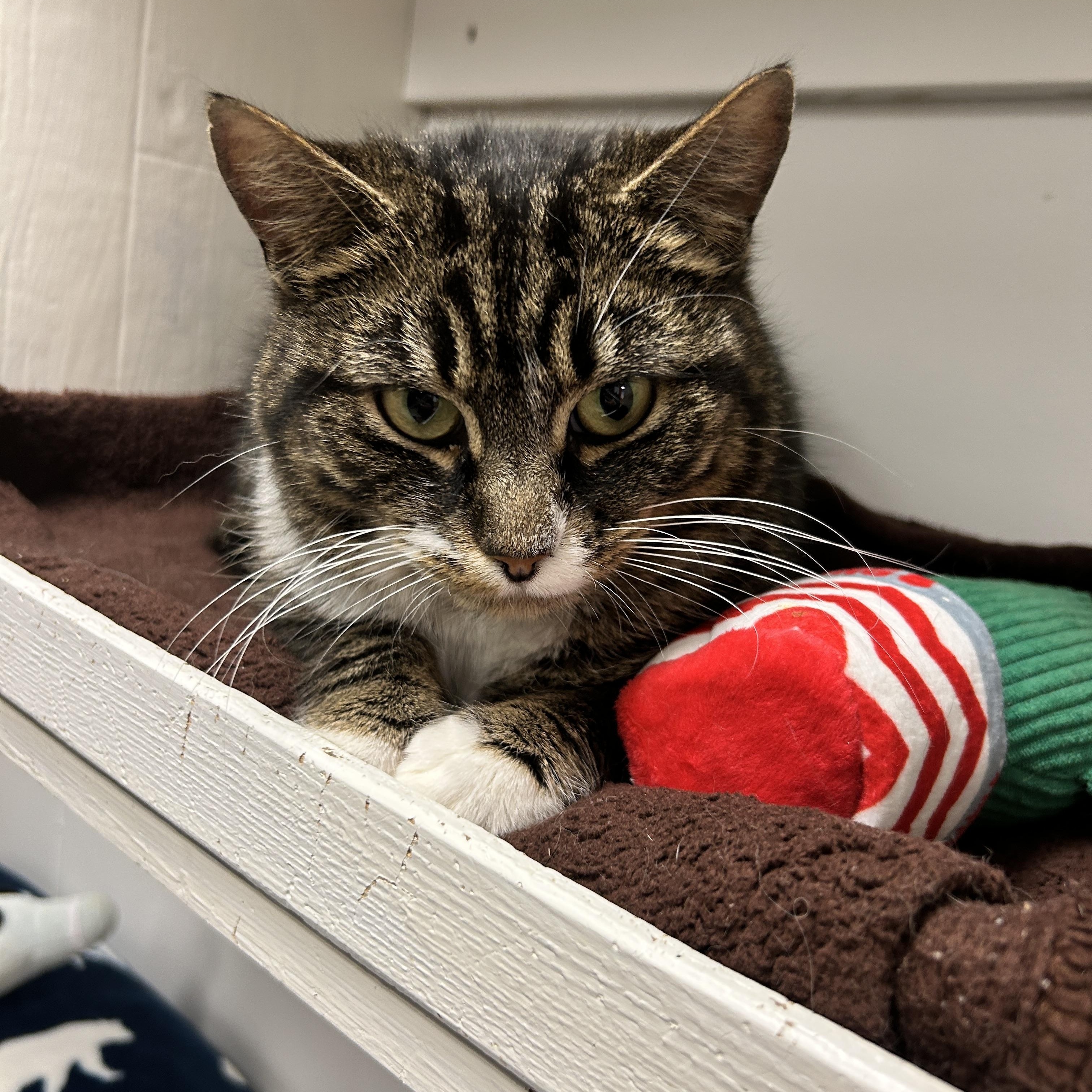 Enlarge Amber Glenn, a ADOPTABLE Domestic Short Hair in Maple Ridge, BC image 2/6