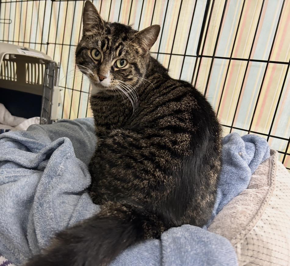 Enlarge Amber Glenn, a ADOPTABLE Domestic Short Hair in Maple Ridge, BC image 5/6
