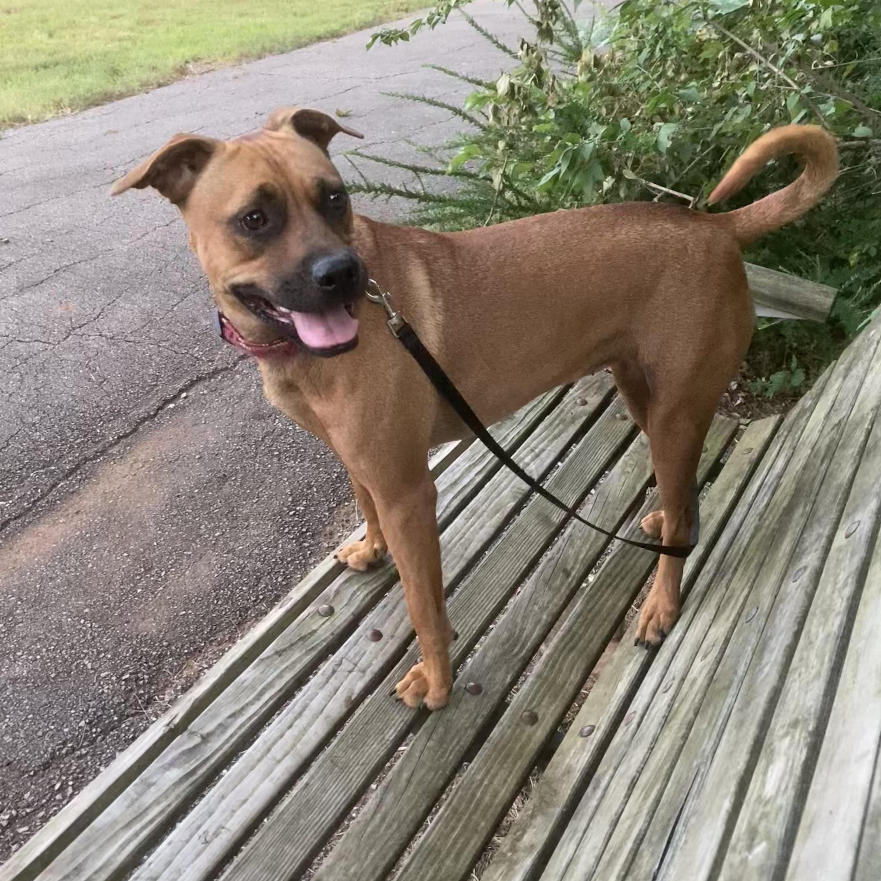 Enlarge Paris, a Adoptable mixed breed in Edmond, OK image 3/6