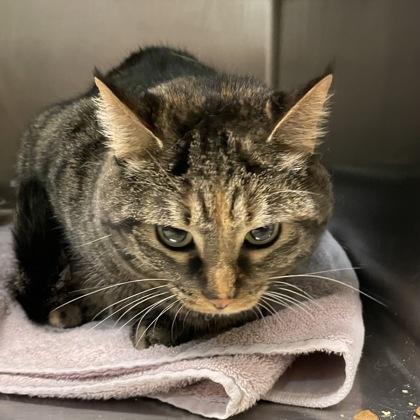 Enlarge Batman, a Adoptable Domestic Short Hair in Flagstaff, AZ image 1/1