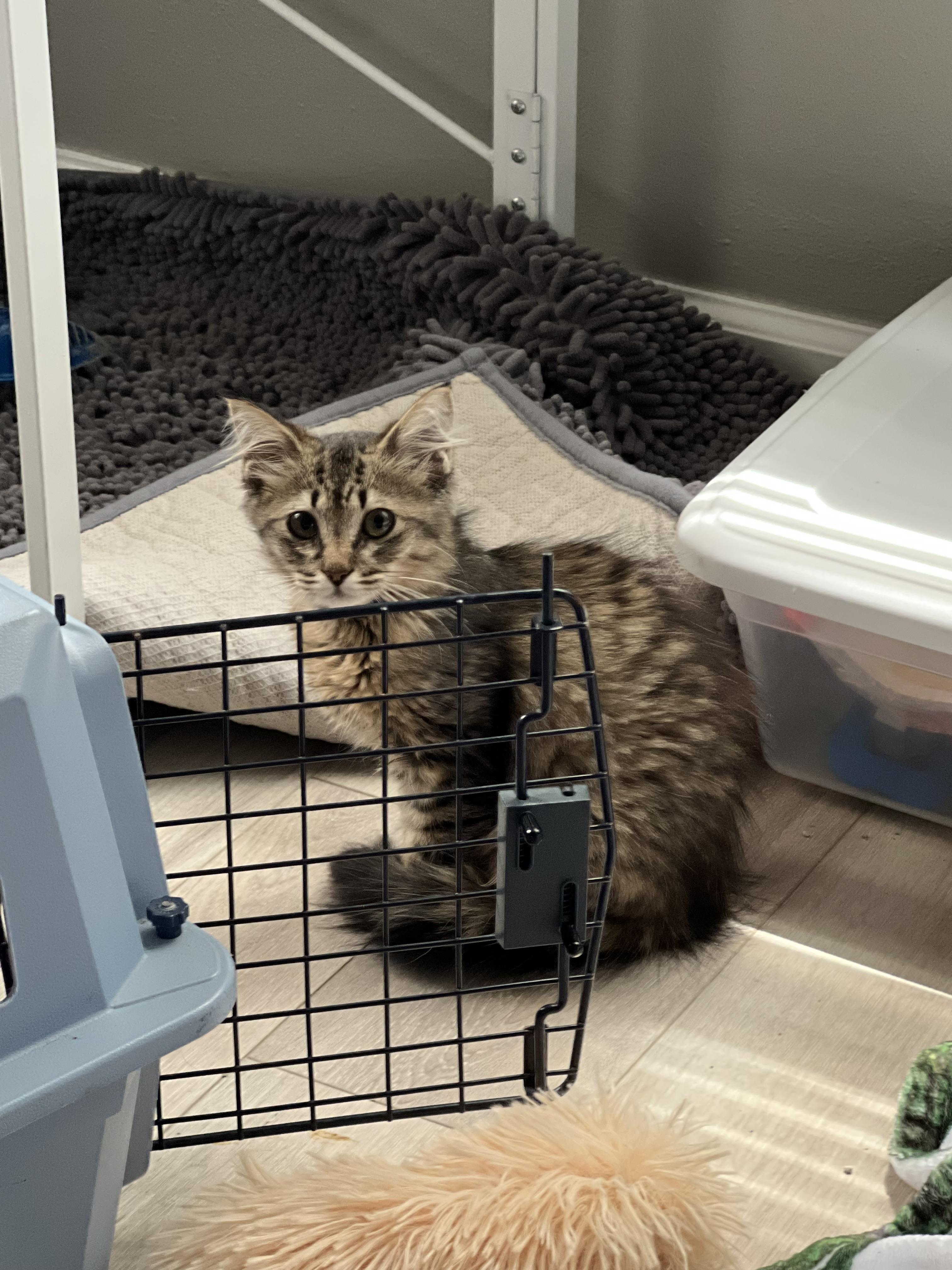 Pancake, Young Female Domestic Medium Hair