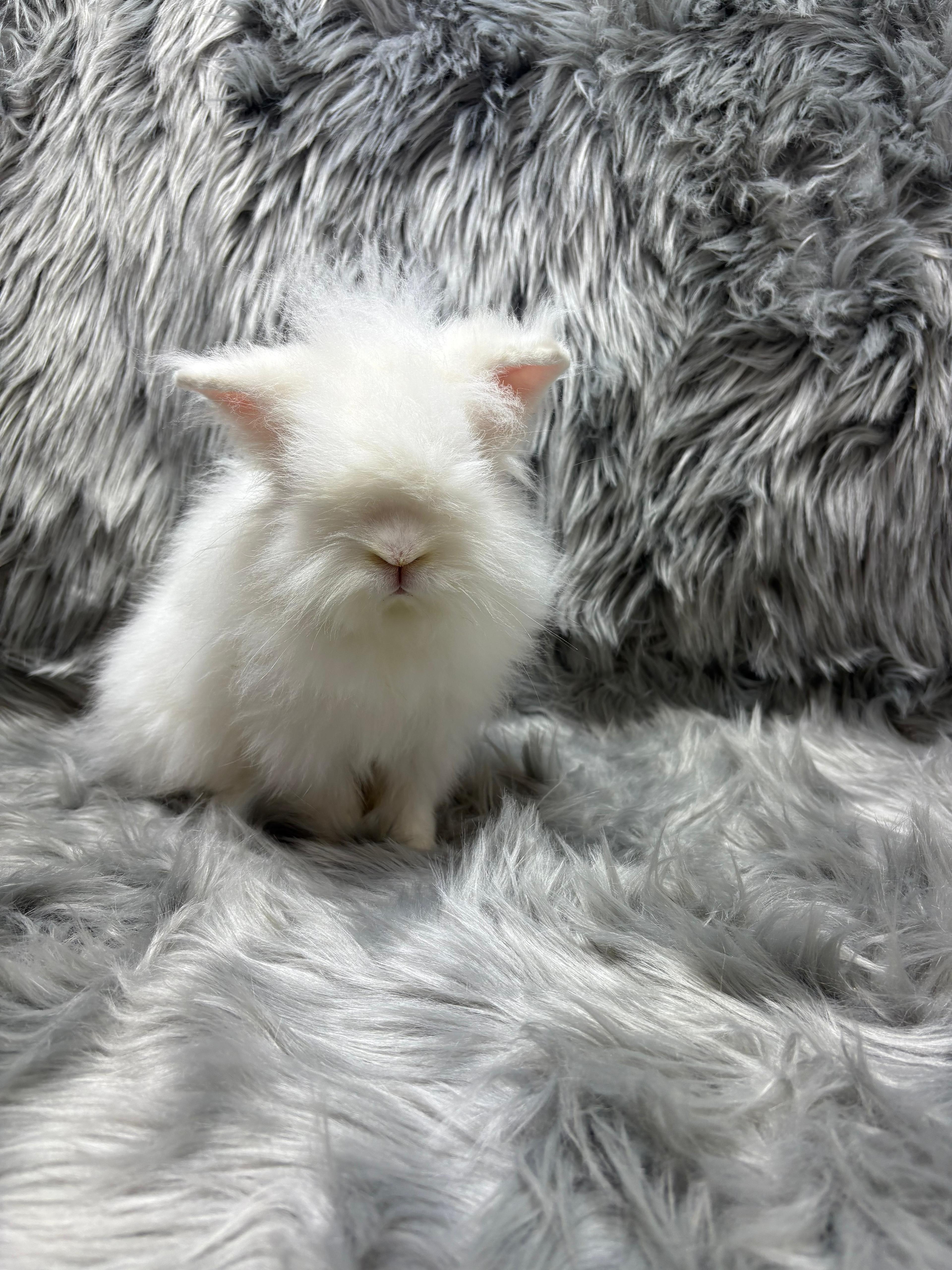Enlarge Snowdrop, an adopted Lionhead in Fountain Valley, CA image 2/5