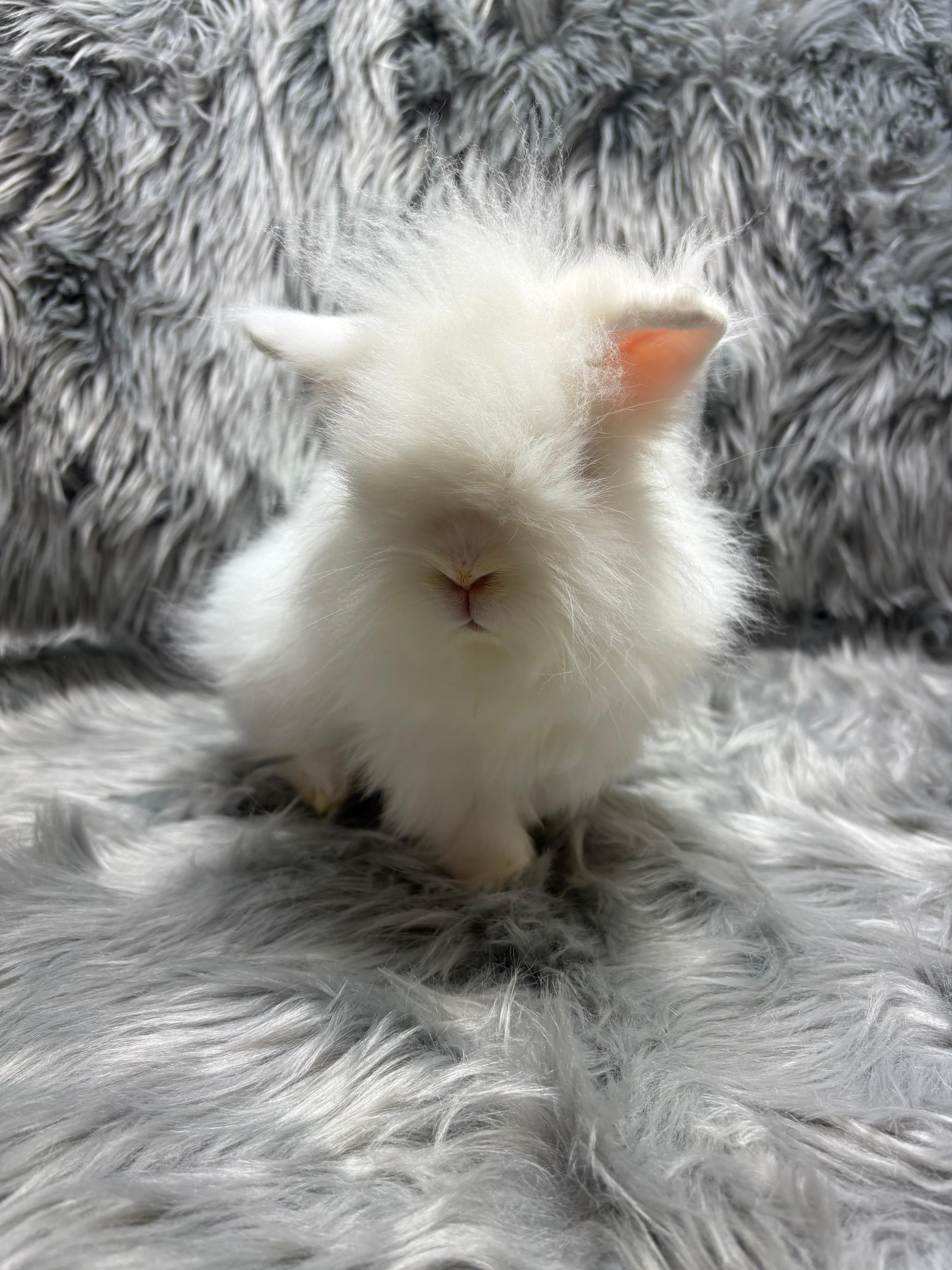 Enlarge Snowdrop, an adopted Lionhead in Fountain Valley, CA image 3/5