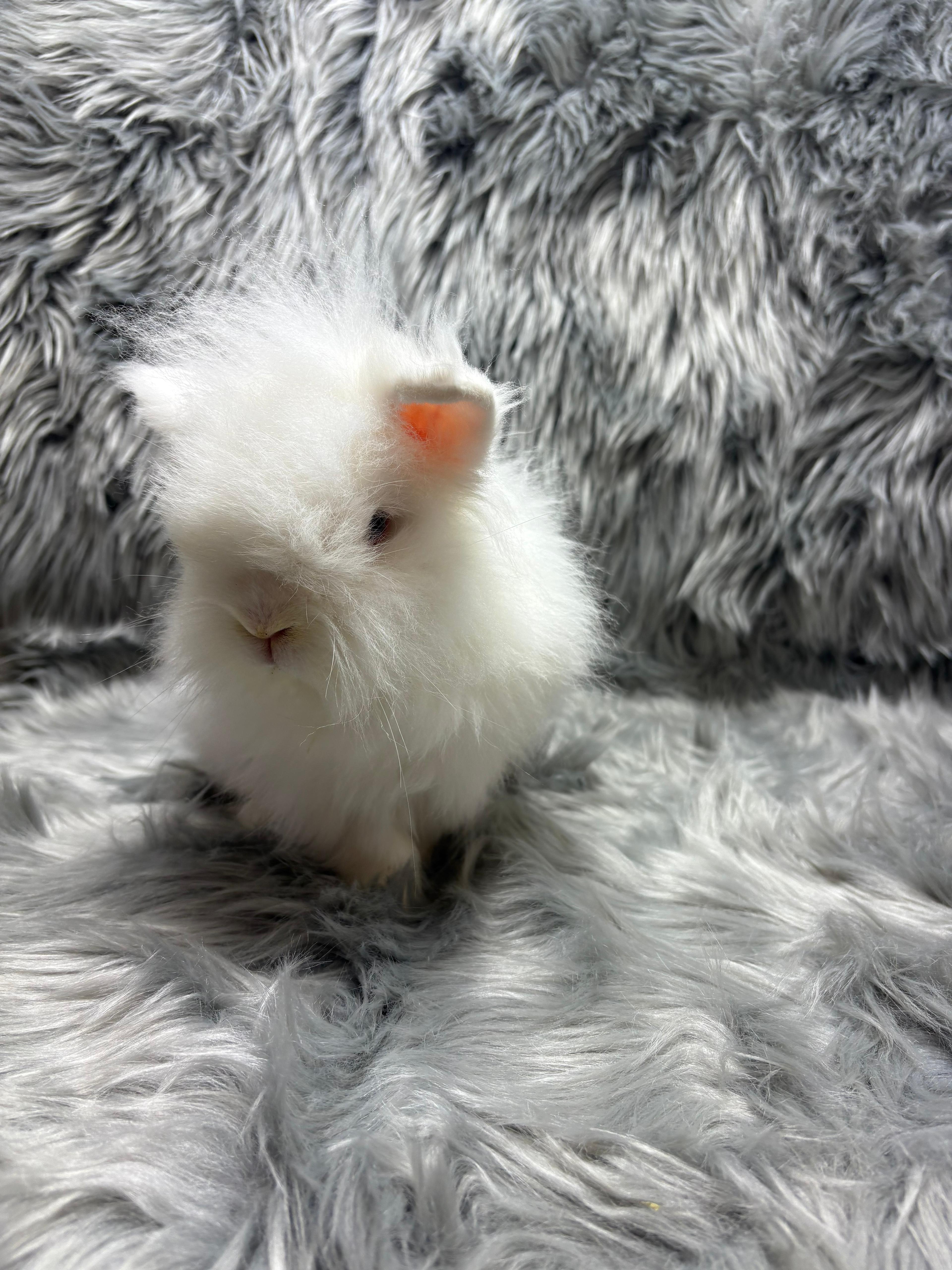 Enlarge Snowdrop, an adopted Lionhead in Fountain Valley, CA image 4/5
