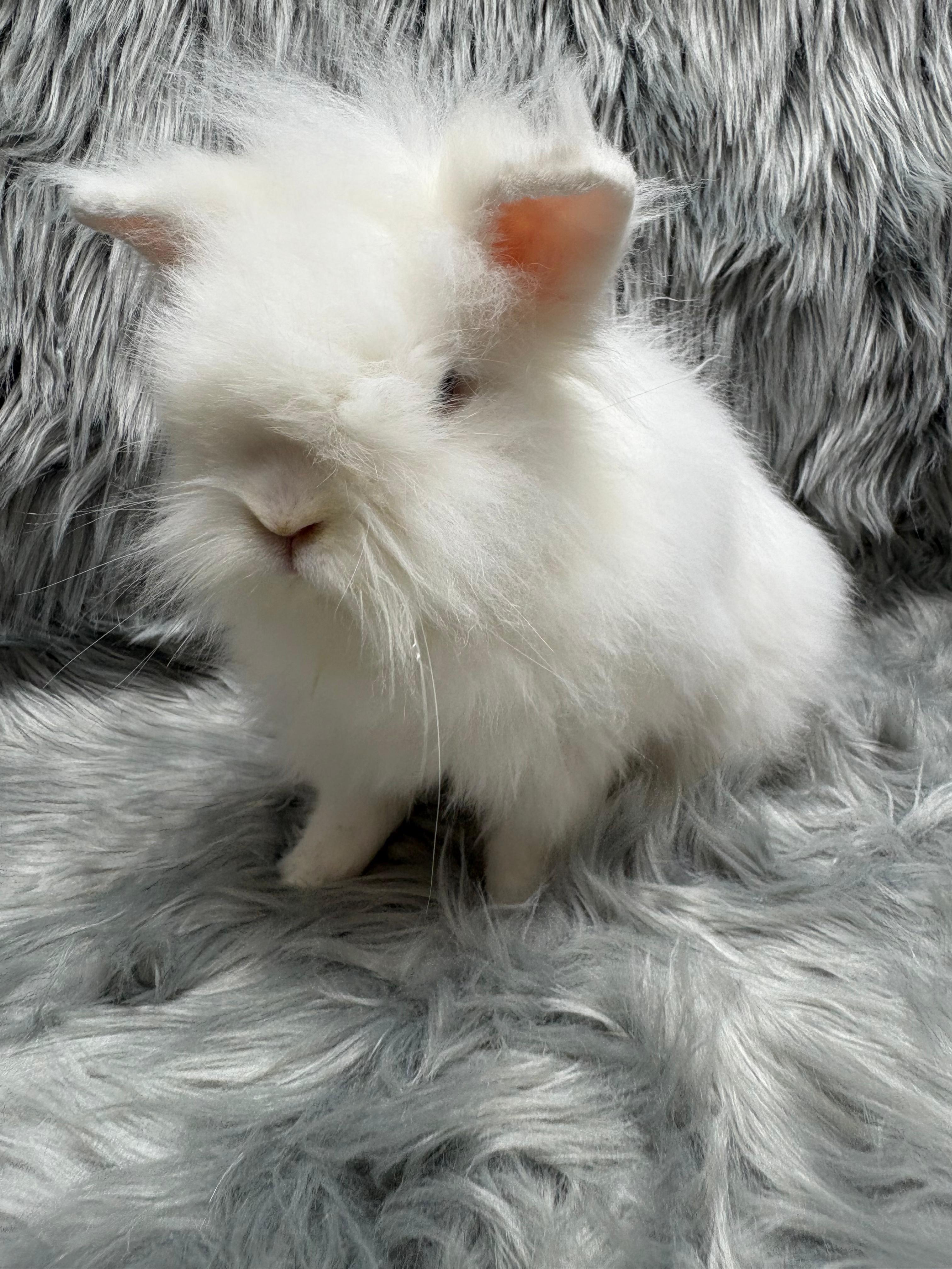 Enlarge Snowdrop, an adopted Lionhead in Fountain Valley, CA image 5/5