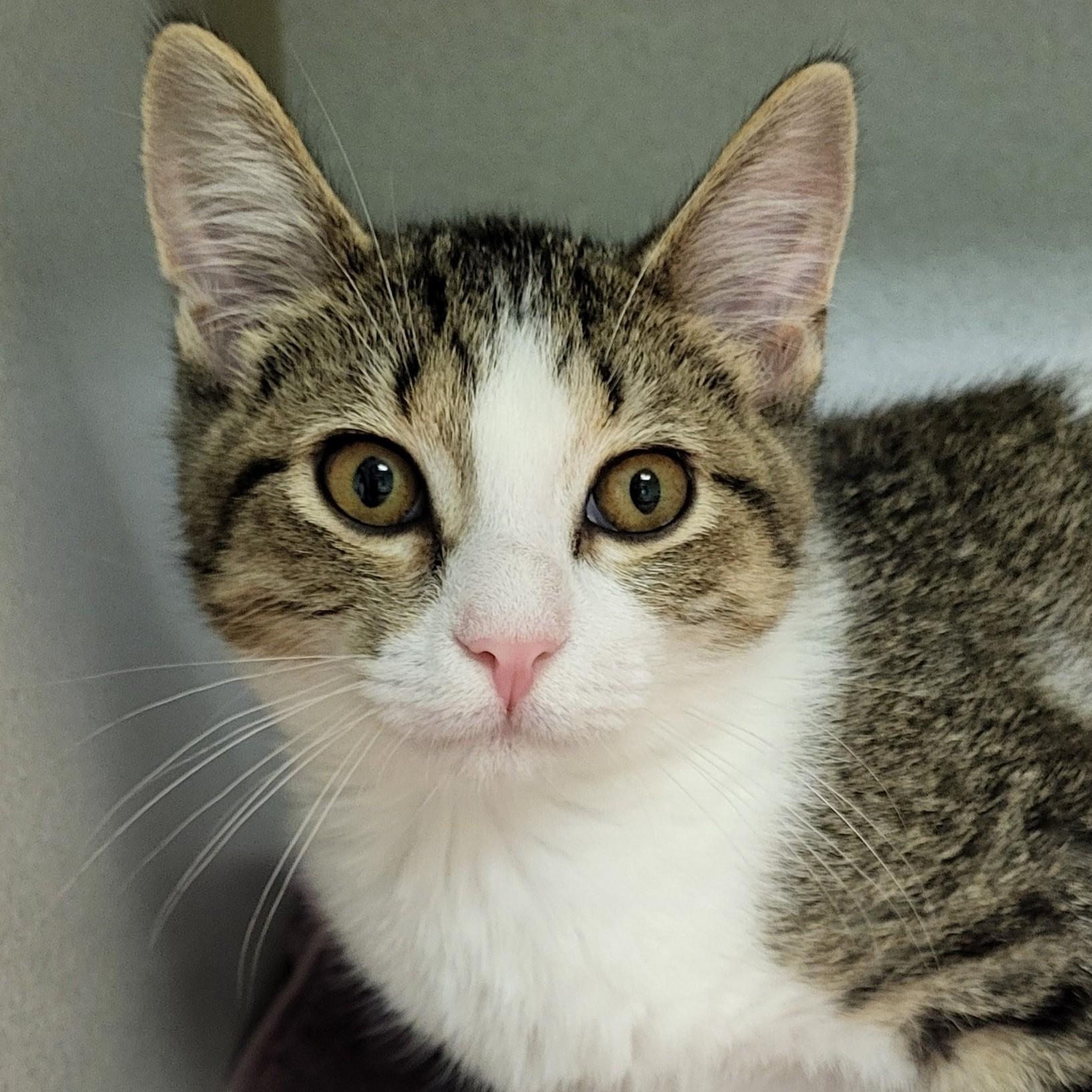 Char Broil, adopted, Kitten Male Domestic Short Hair.