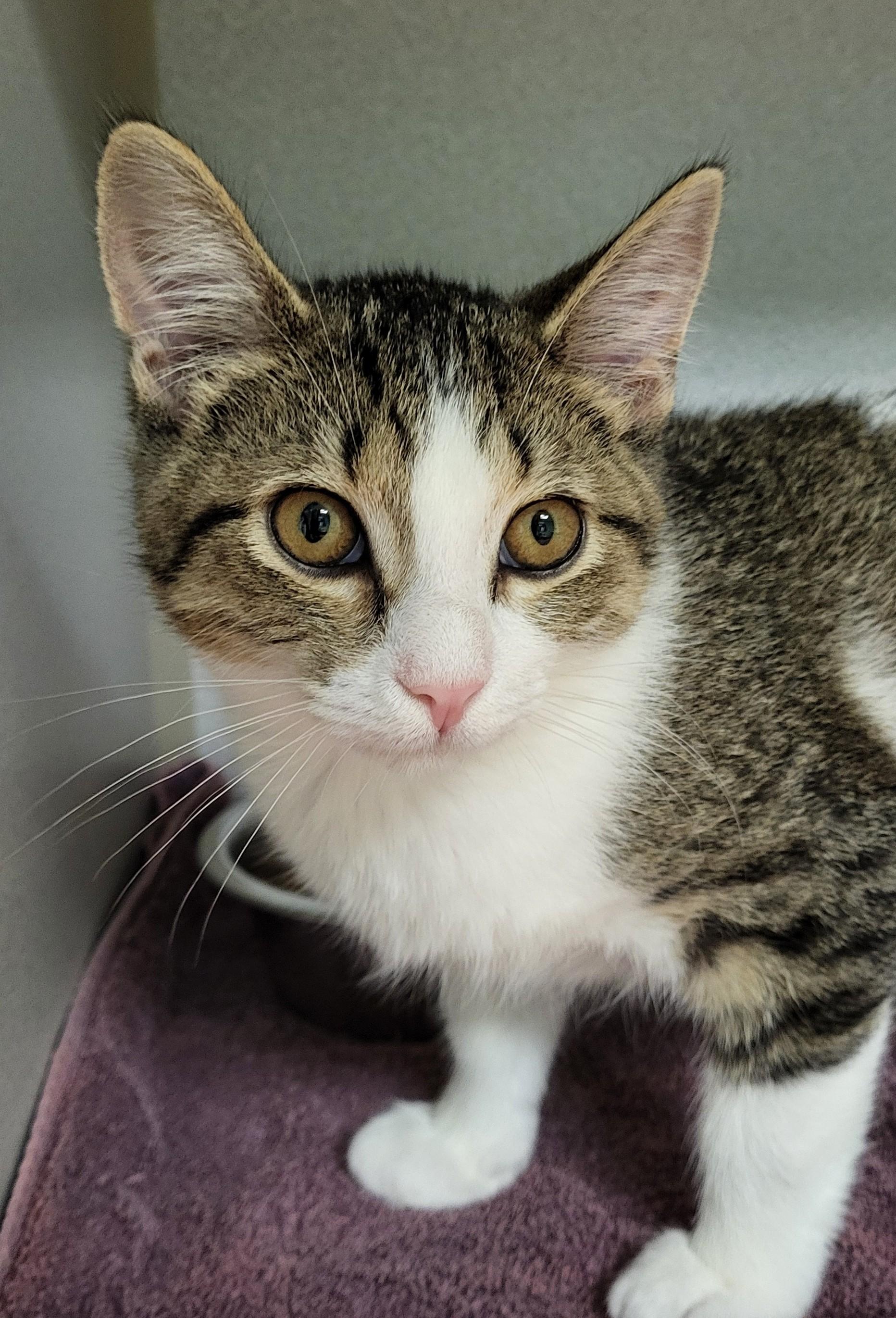 Enlarge Char Broil, an adopted Domestic Short Hair in Grayslake, IL image 2/3