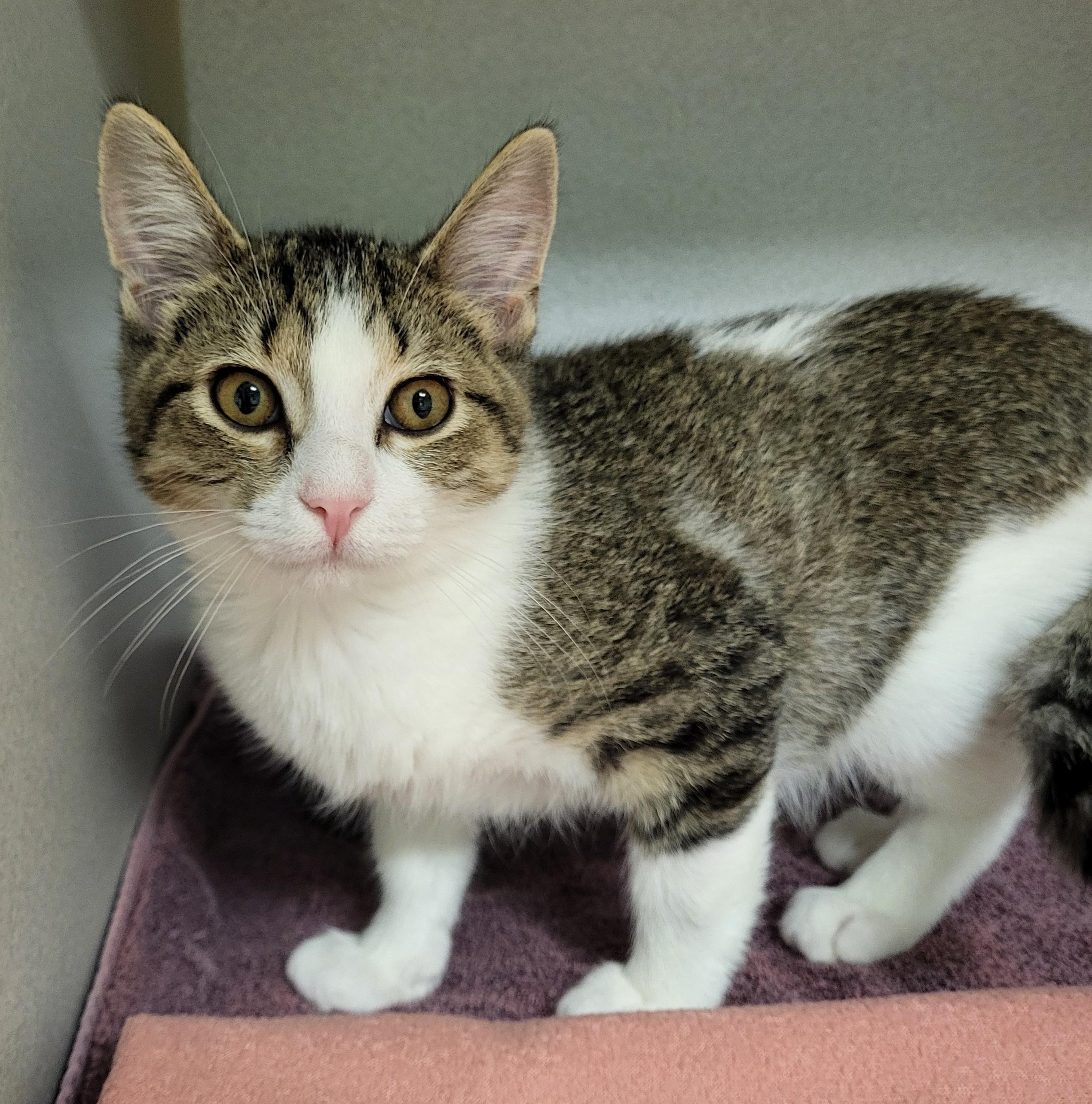 Enlarge Char Broil, an adopted Domestic Short Hair in Grayslake, IL image 3/3