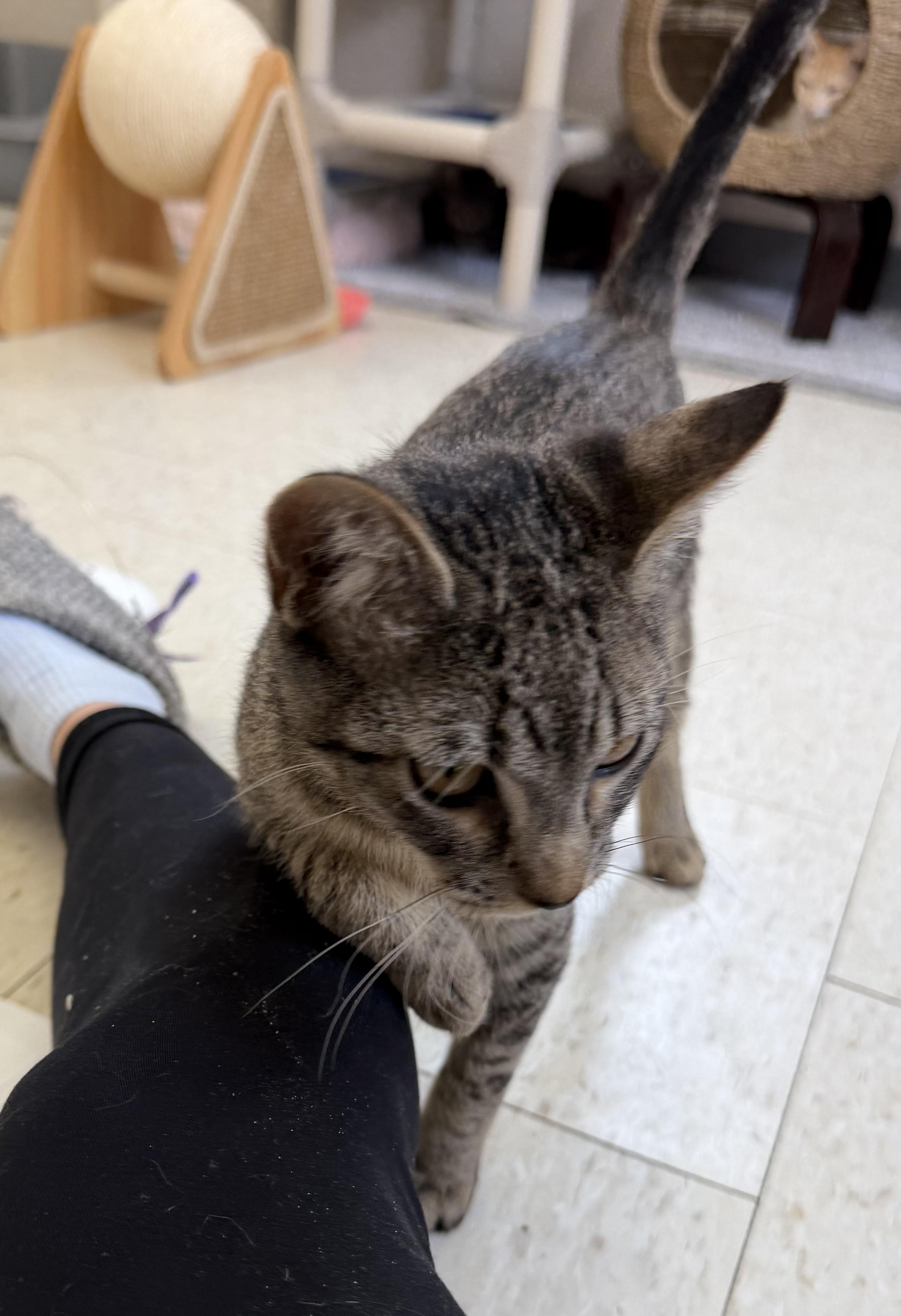 Magic Mike, an adopted mixed breed in Salem, NH image 3/3