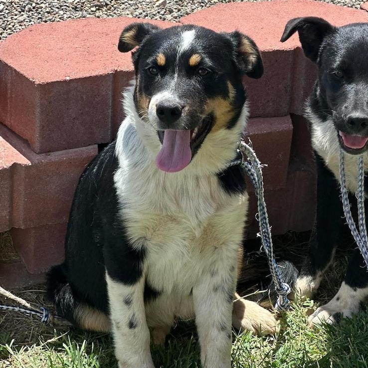 Harlow, ADOPTABLE, Young Female Border Collie & Cattle Dog.