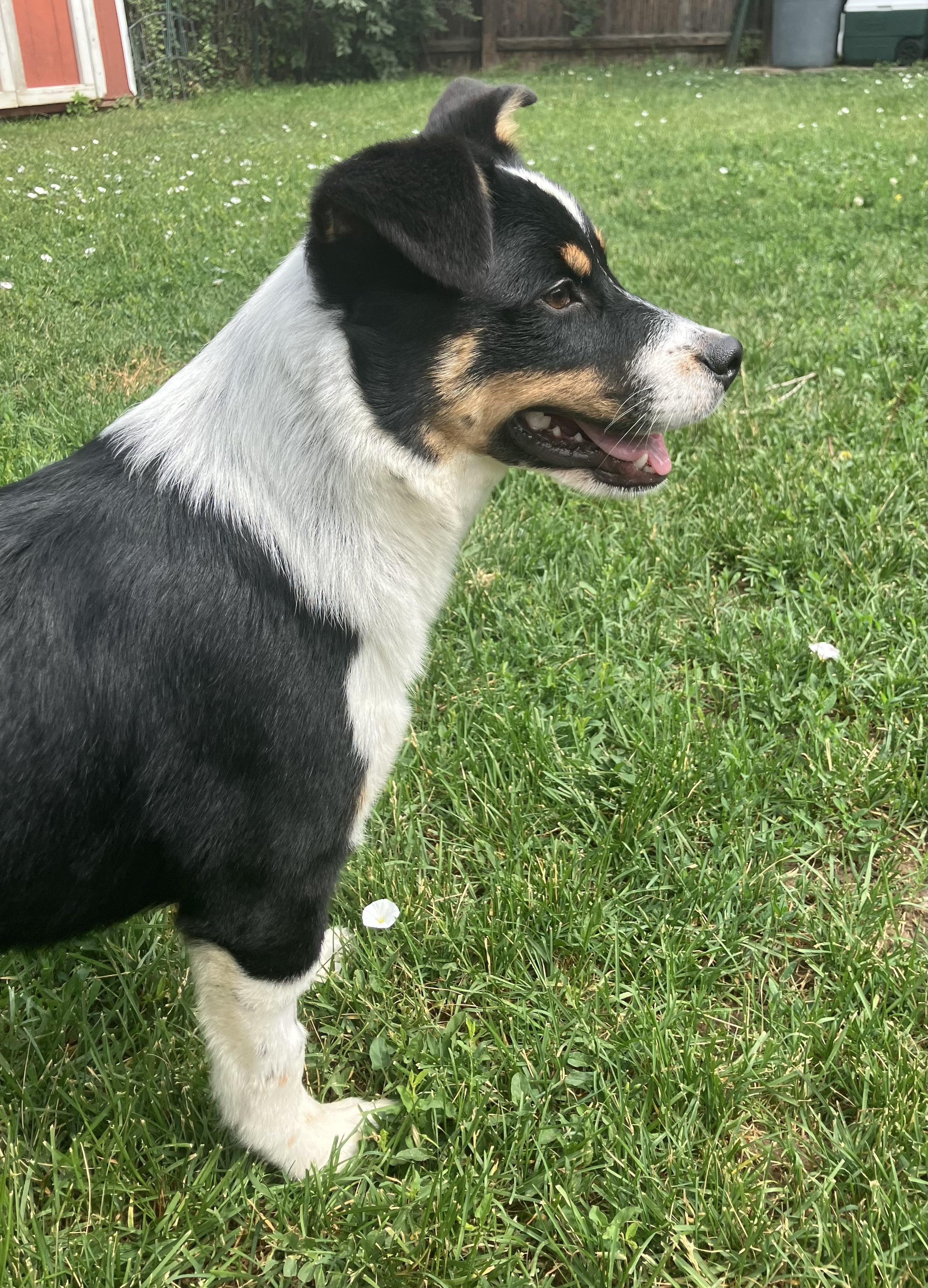 Enlarge Harlow, a ADOPTABLE mixed breed in Fort Collins, CO image 3/5