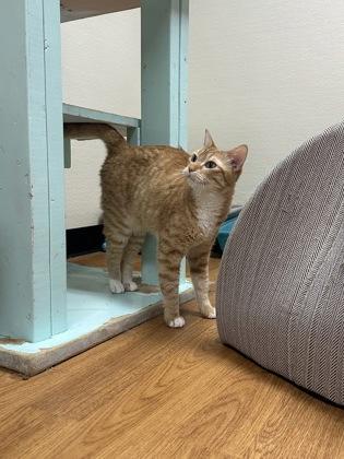 Jolene Exotic, Adoptable, Adult Female Domestic Short Hair & Domestic Short Hair.