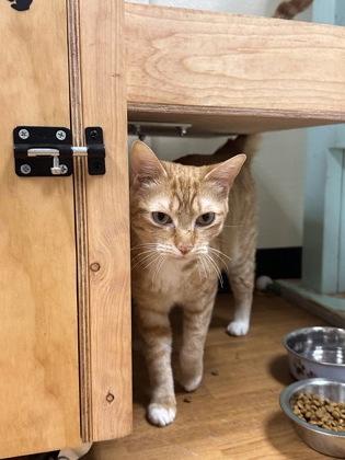 Enlarge Jolene Exotic, a Adoptable mixed breed in Oklahoma City, OK image 3/3
