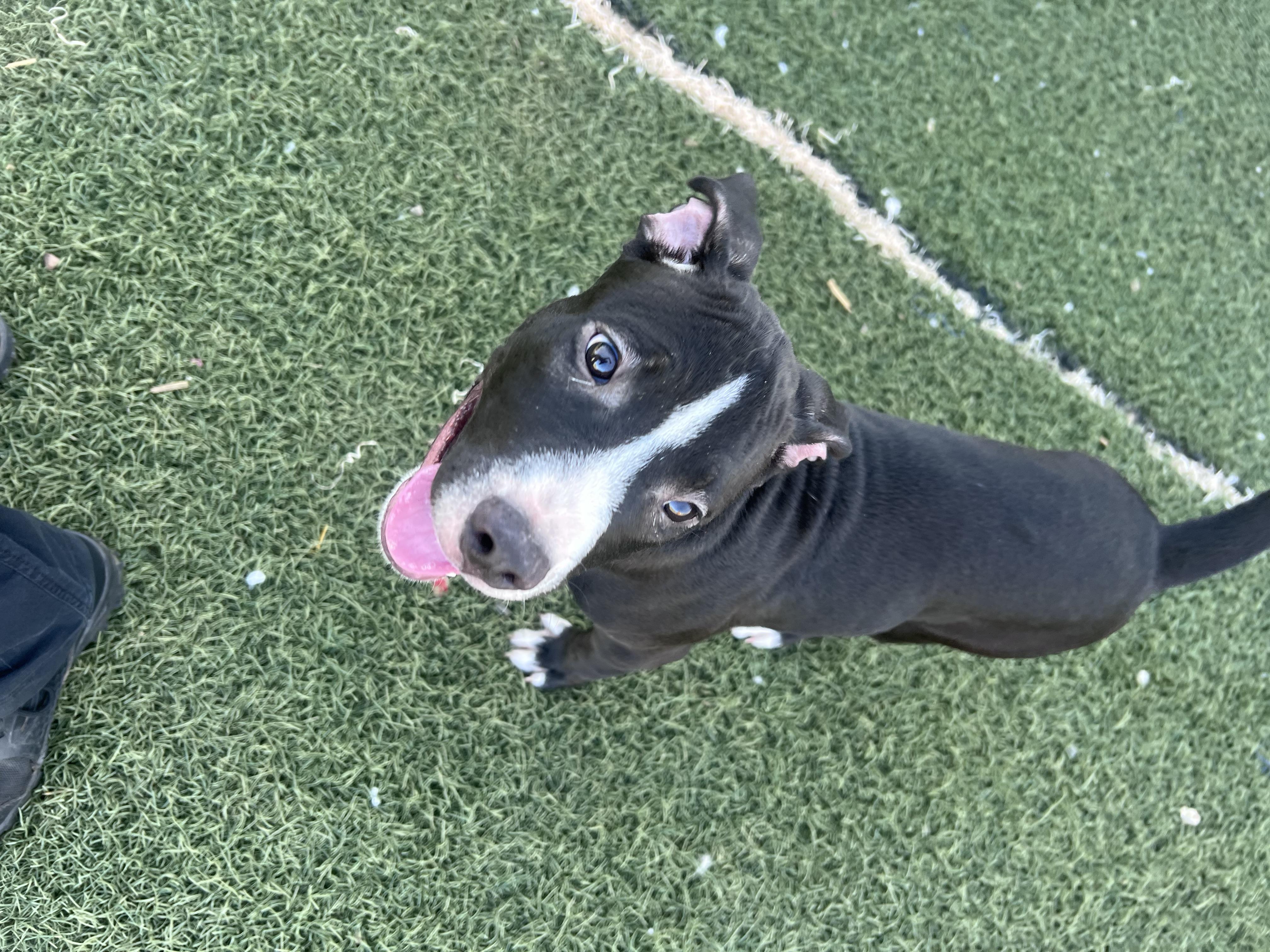 Enlarge DUG, a Adopted Pit Bull Terrier in Blanchard, OK image 4/4