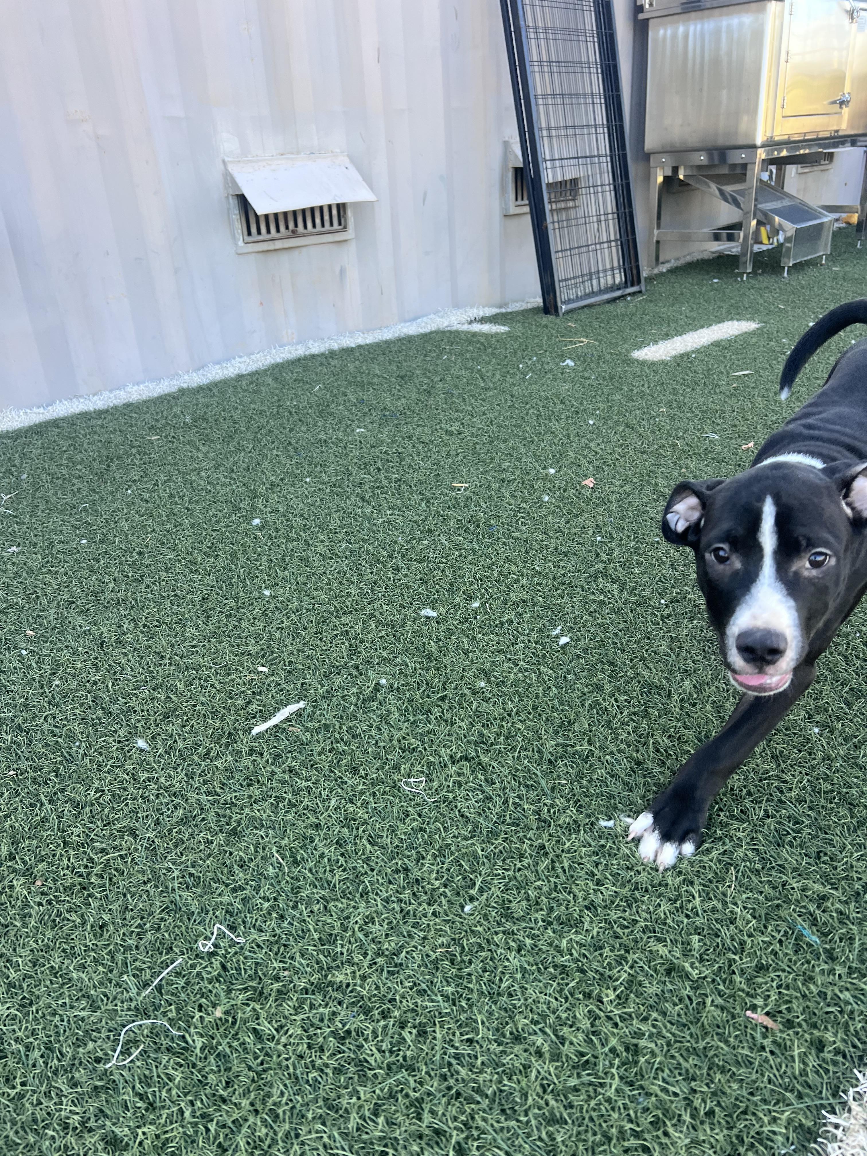 Enlarge DUG, a Adopted Pit Bull Terrier in Blanchard, OK image 2/4