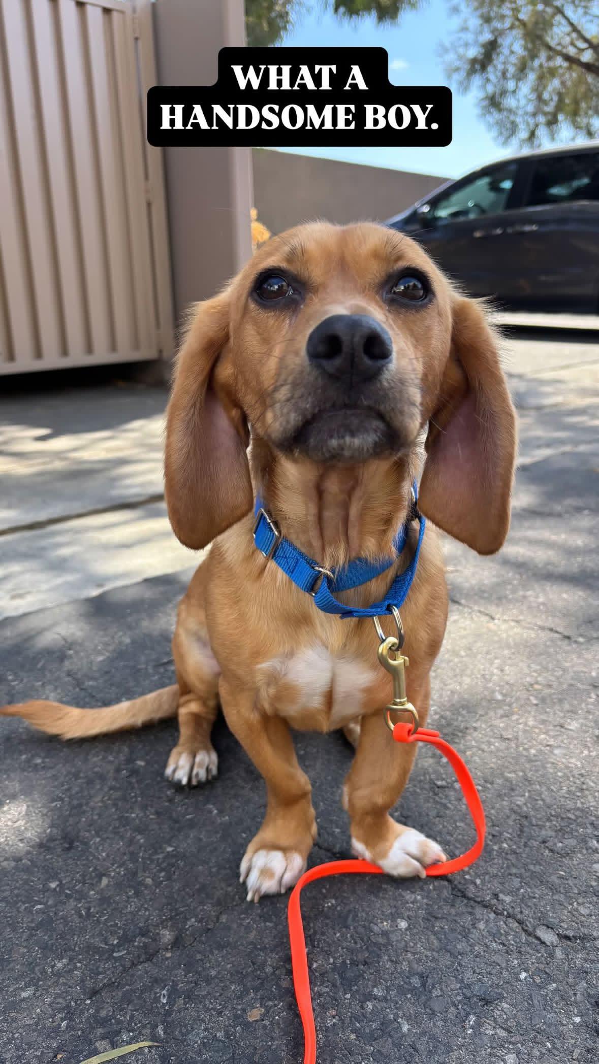 Copper, ADOPTABLE, Young Male Beagle.