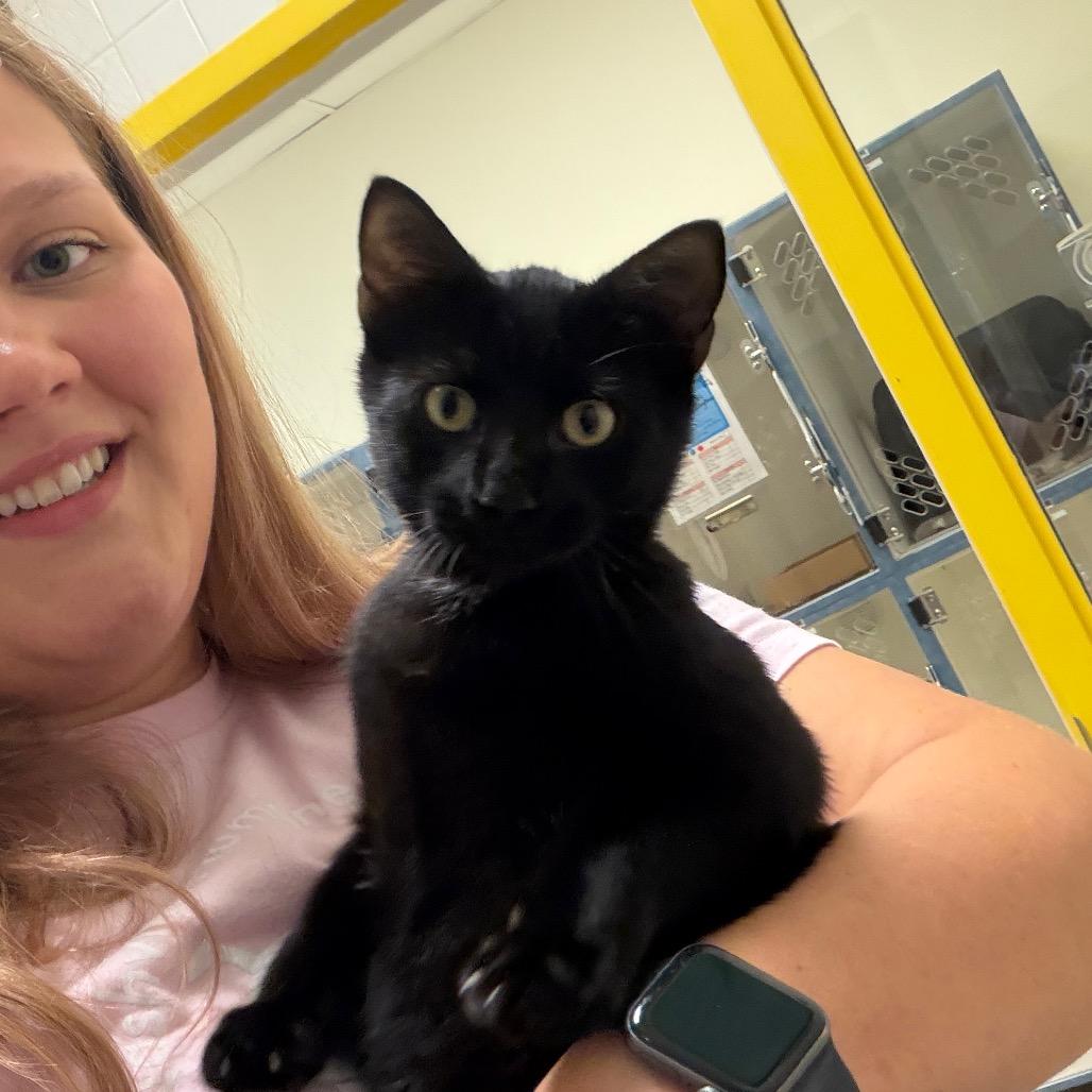 Enlarge Chico, a Adoptable Domestic Short Hair in Nashville, TN image 1/4