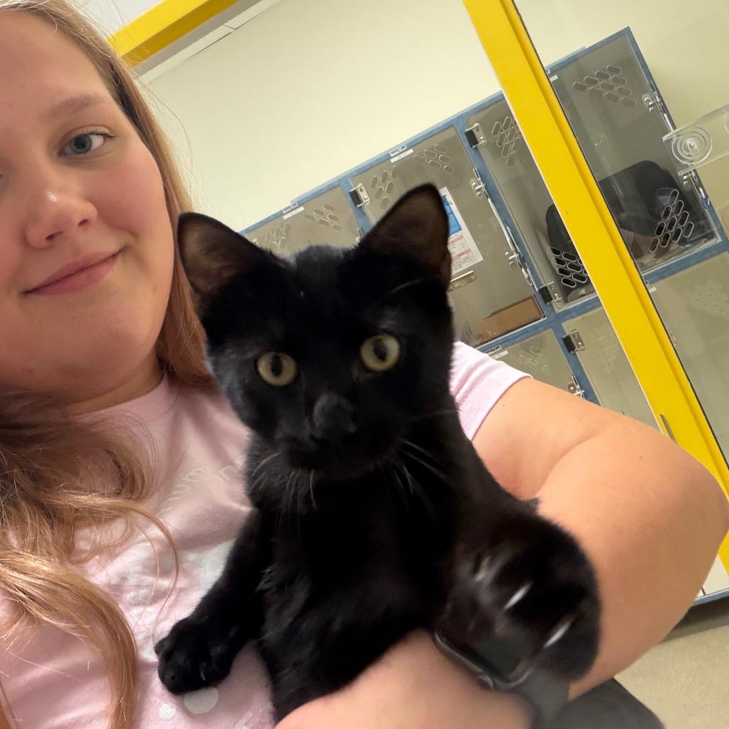 Enlarge Chico, a Adoptable Domestic Short Hair in Nashville, TN image 2/4