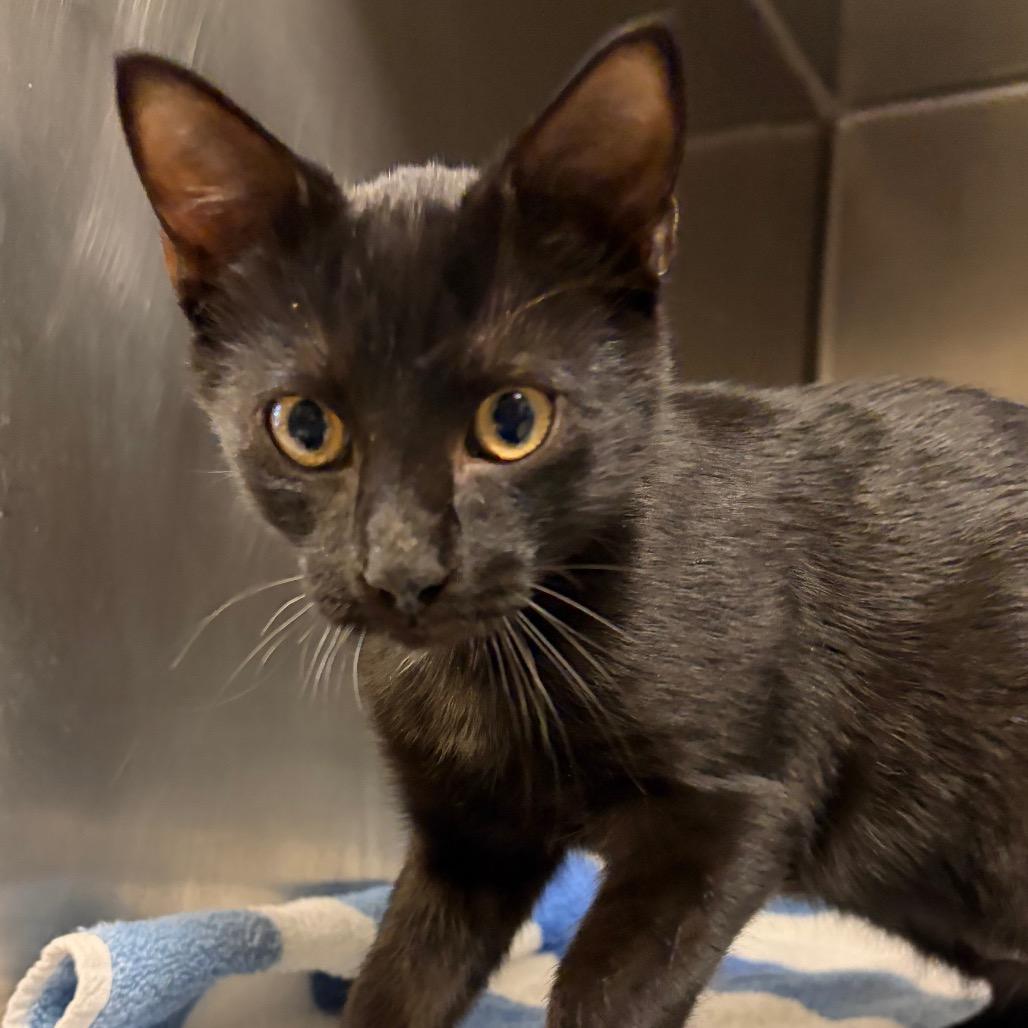 Enlarge Chico, a Adoptable Domestic Short Hair in Nashville, TN image 3/4