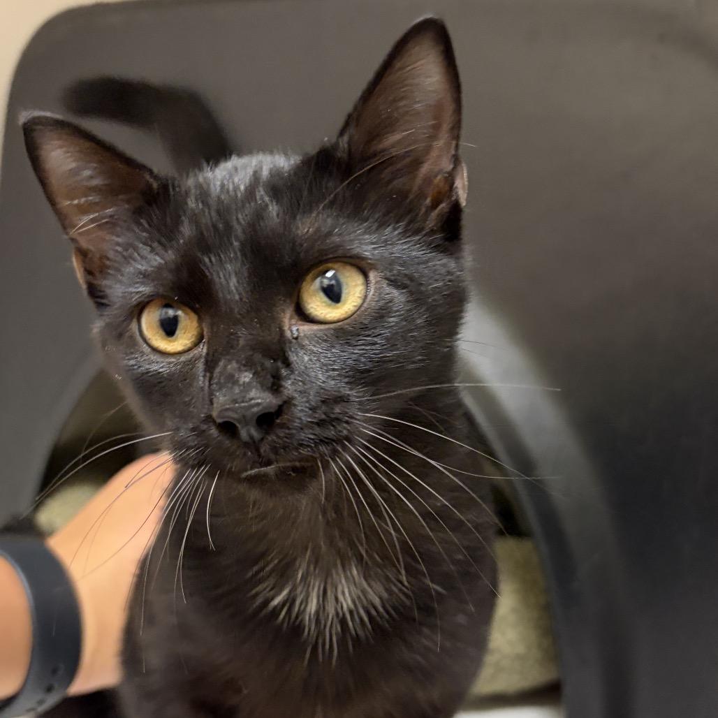 Enlarge Chico, a Adoptable Domestic Short Hair in Nashville, TN image 4/4