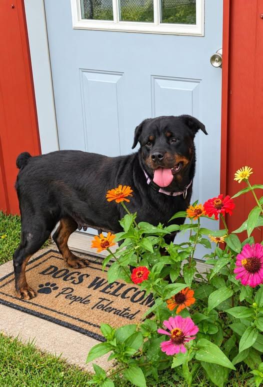 Sassy, Adoptable, Adult Female Rottweiler.