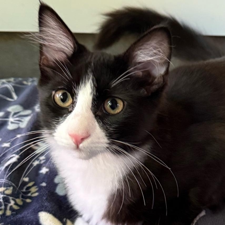 Cute Chloe, Adoptable, Young Female Domestic Medium Hair.