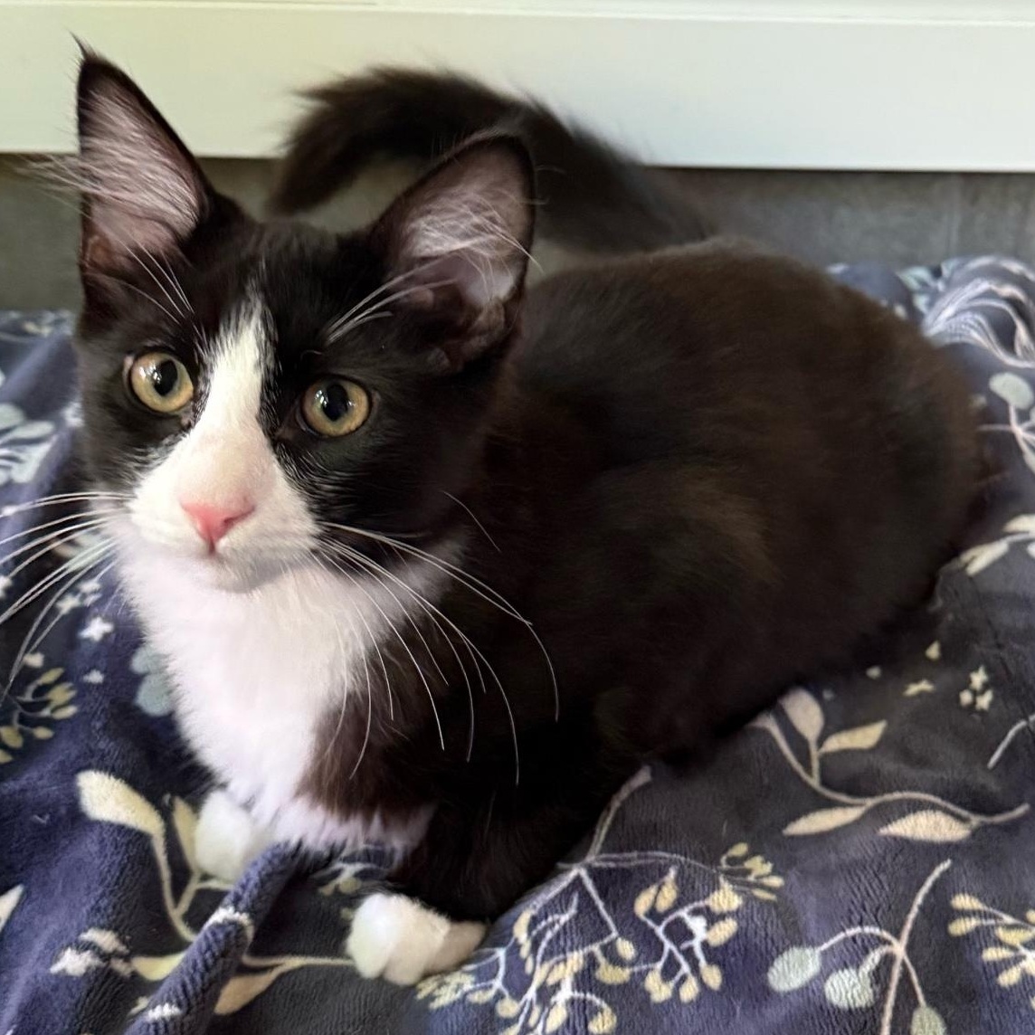 Cute Chloe, a Adoptable mixed breed in La Center, WA image 2/2