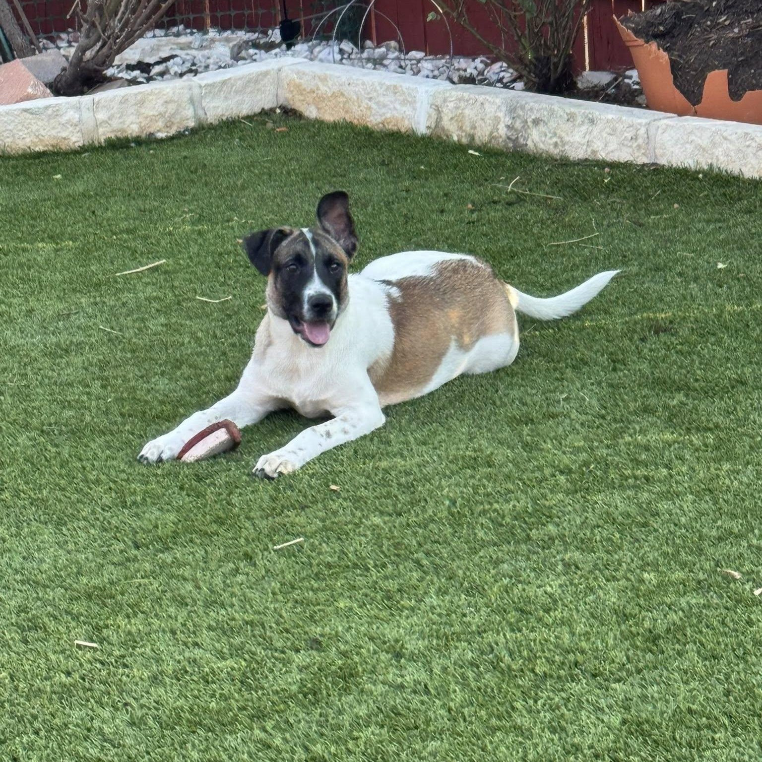 Susie, a ADOPTABLE mixed breed in Williston, VT image 4/6