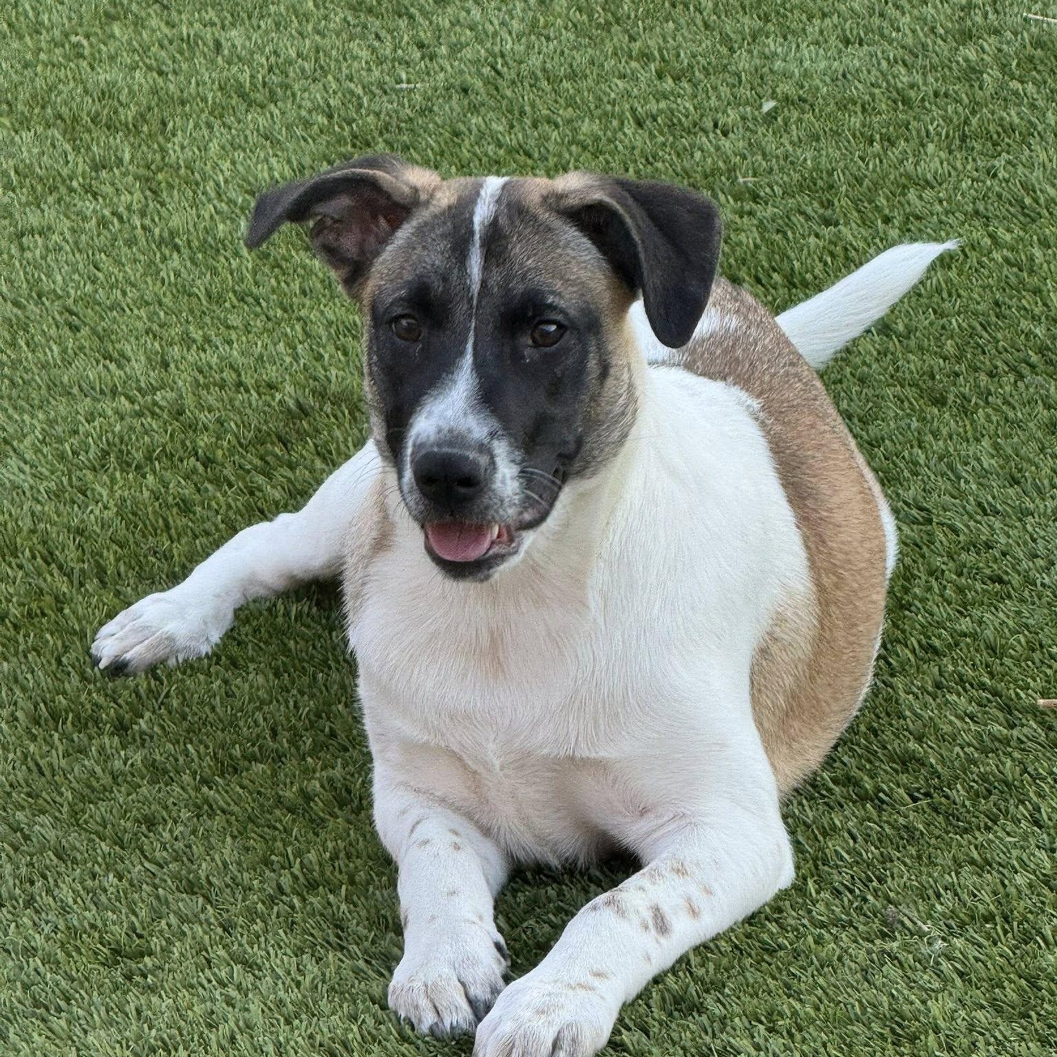 Susie, a ADOPTABLE mixed breed in Williston, VT image 1/6