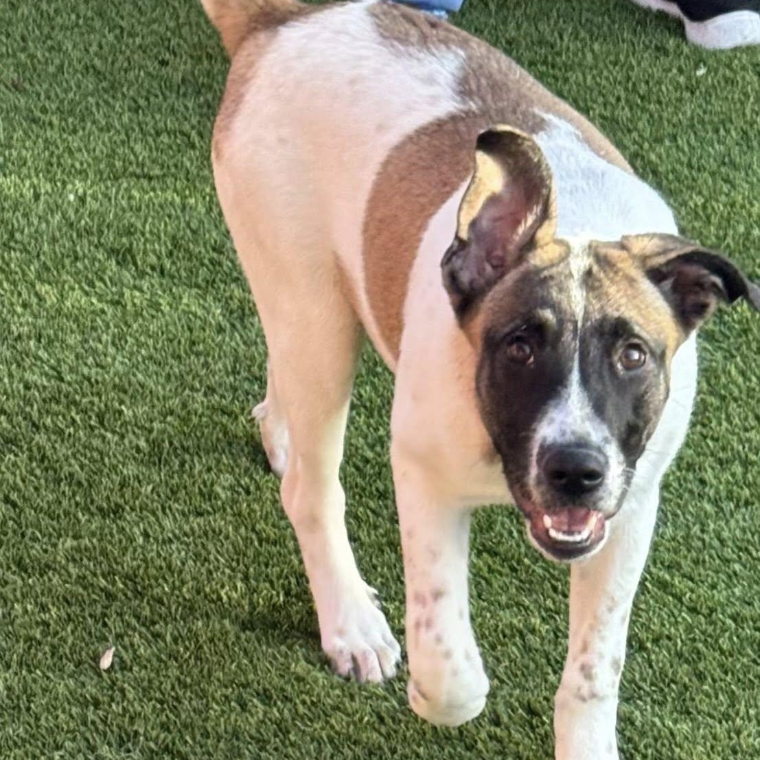 Susie, a ADOPTABLE mixed breed in Williston, VT image 2/6