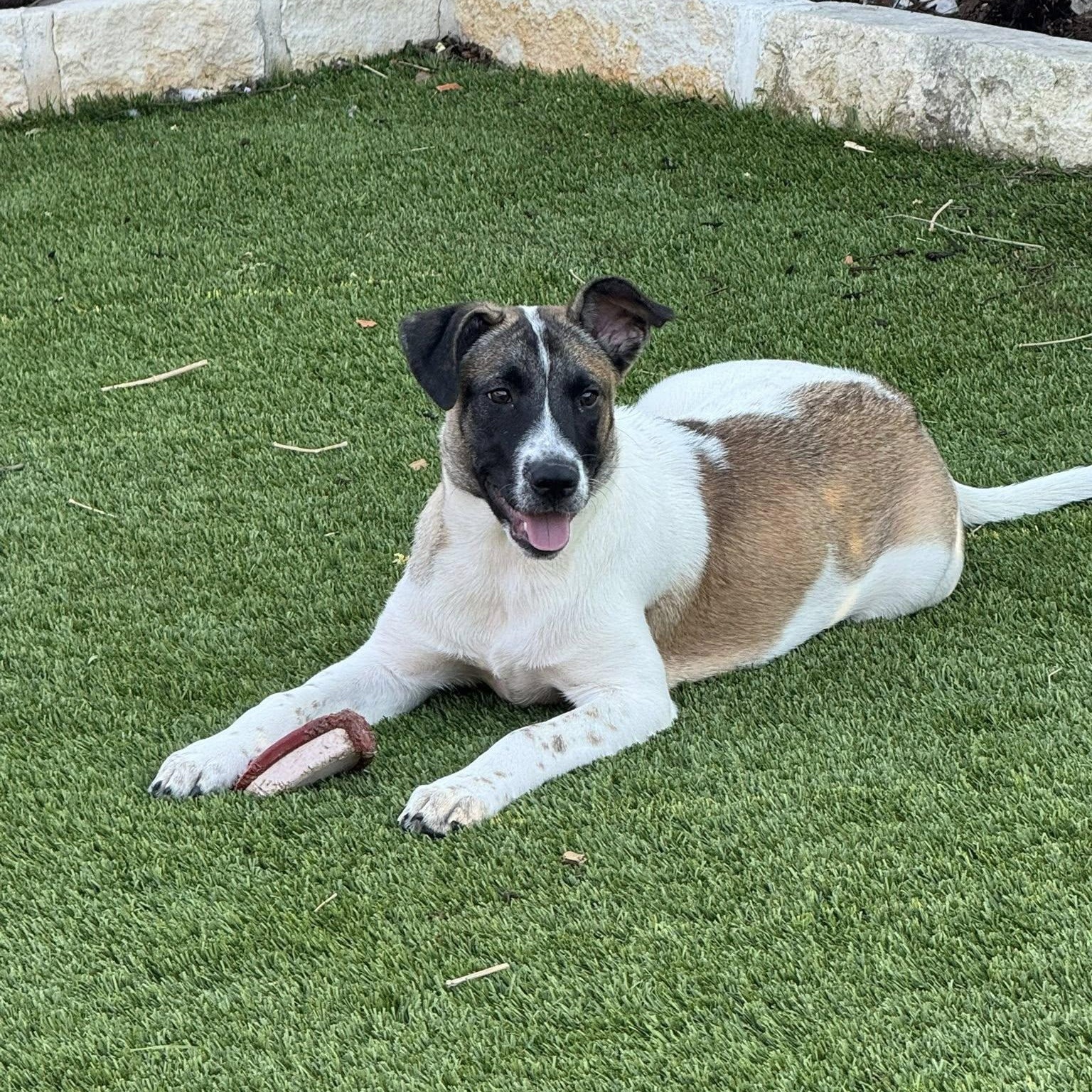 Susie, a ADOPTABLE mixed breed in Williston, VT image 3/6