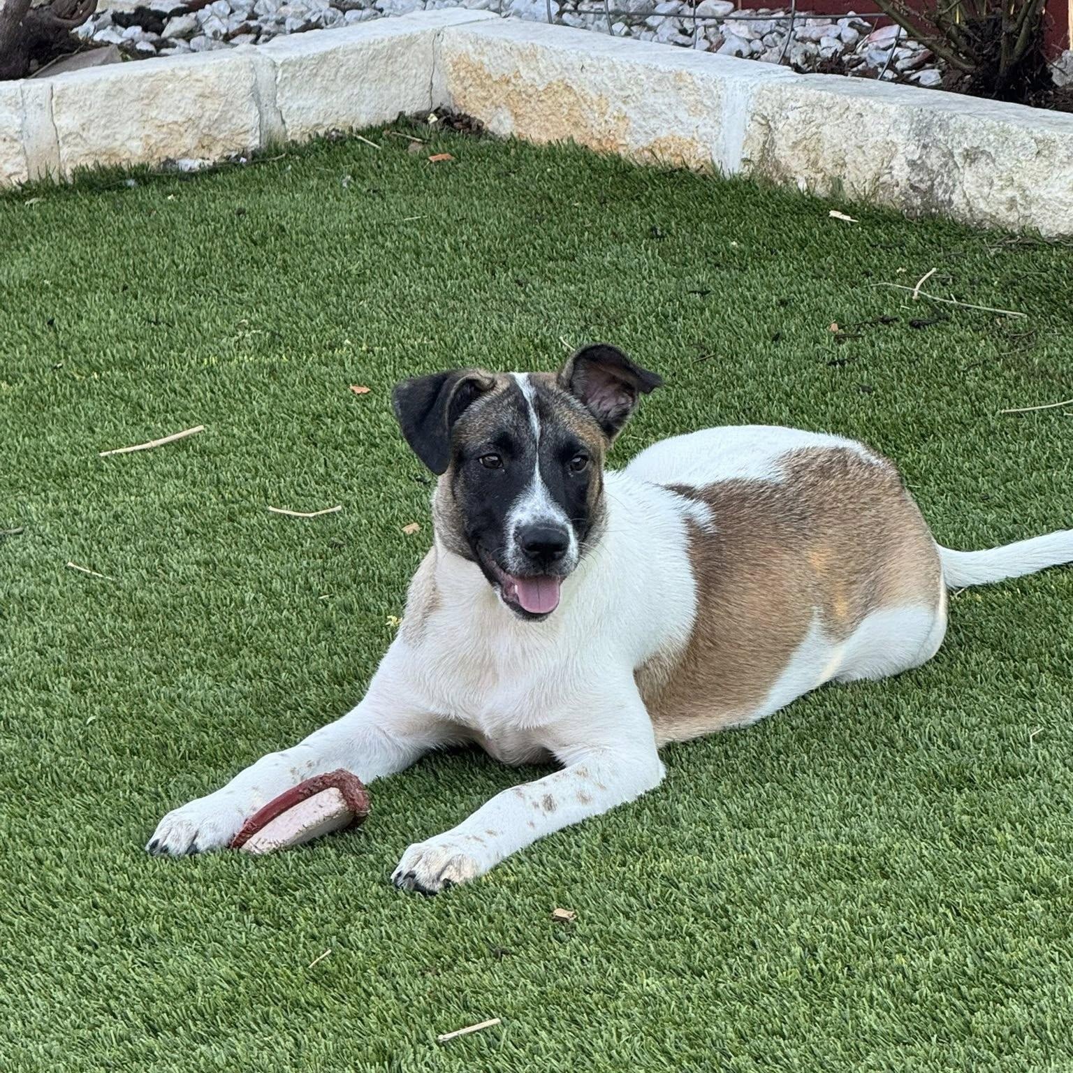 Susie, a ADOPTABLE mixed breed in Williston, VT image 5/6