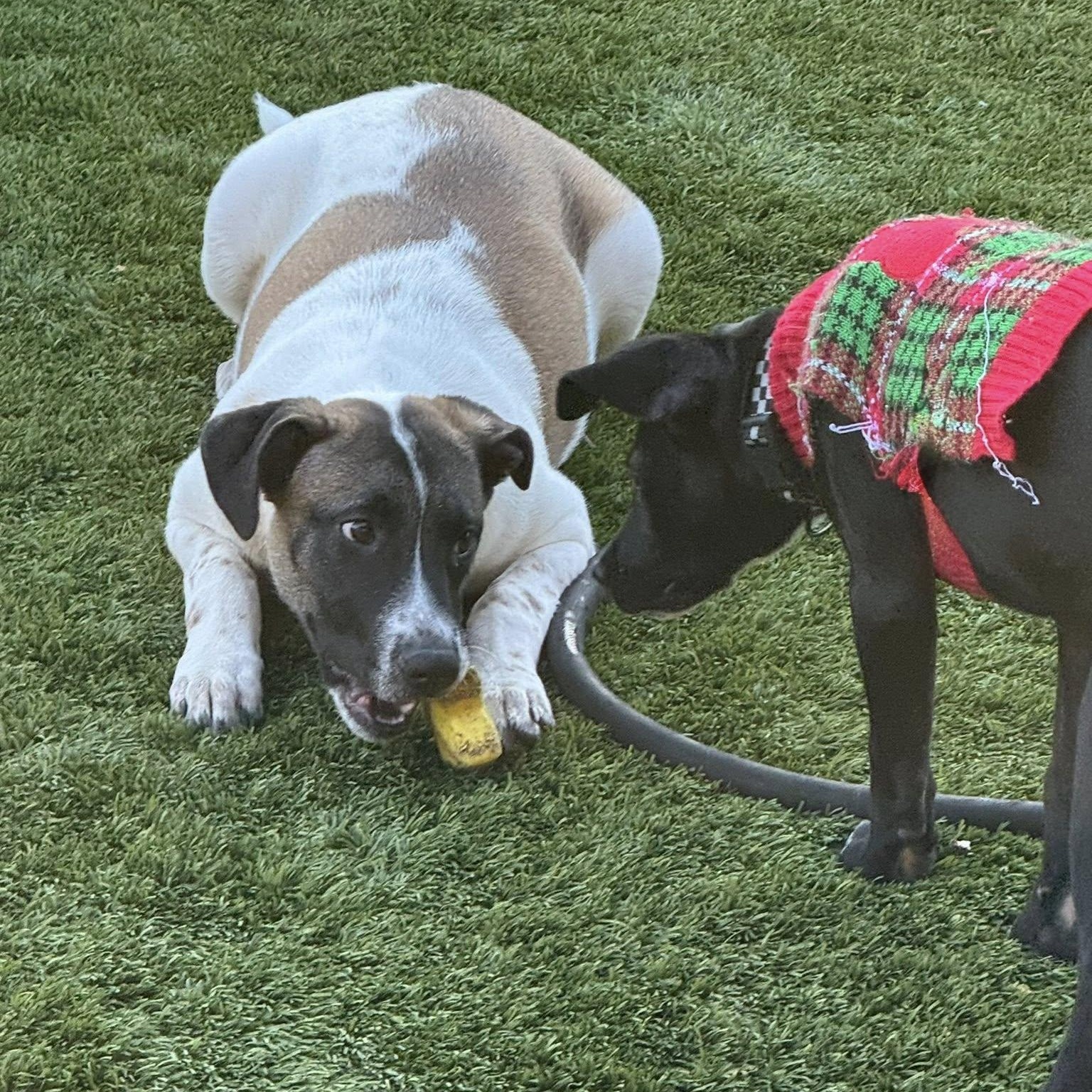 Susie, a ADOPTABLE mixed breed in Williston, VT image 6/6