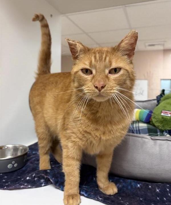 Mojo, Adoptable, Adult Male Domestic Short Hair.