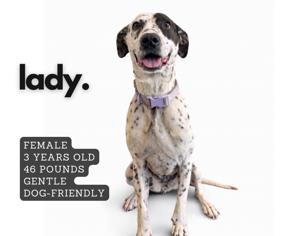 Lady, Adoptable, Adult Female Mixed Breed.