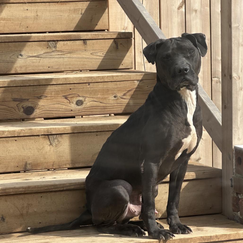 Alaska, Adoptable, Adult Male Mixed Breed.