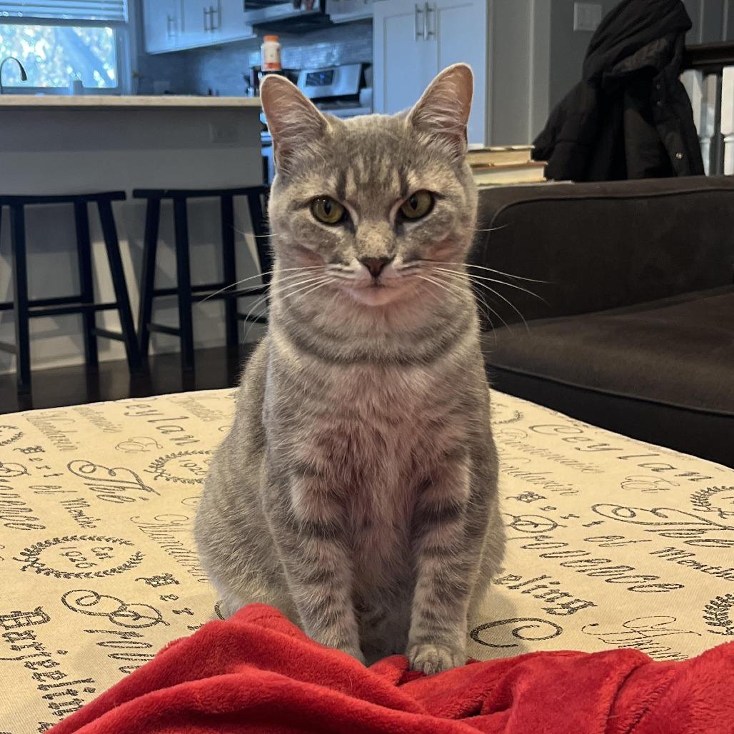 Allure, Adoptable, Young Female Domestic Short Hair.