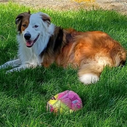 Parker, ADOPTABLE, Young Male Australian Shepherd.