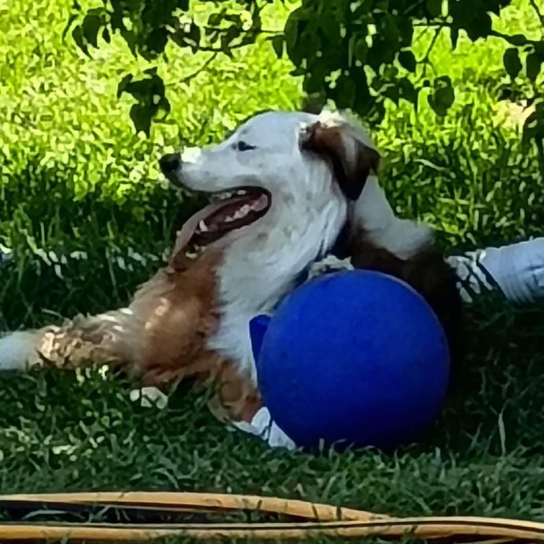 Parker, a ADOPTABLE mixed breed in Yakima, WA image 5/6