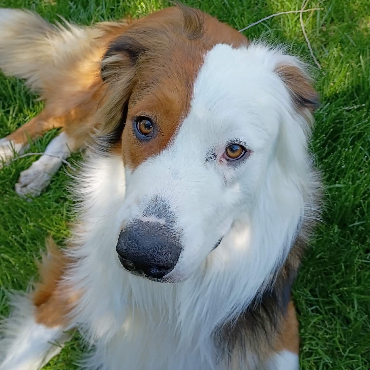 Parker, a ADOPTABLE mixed breed in Yakima, WA image 3/6