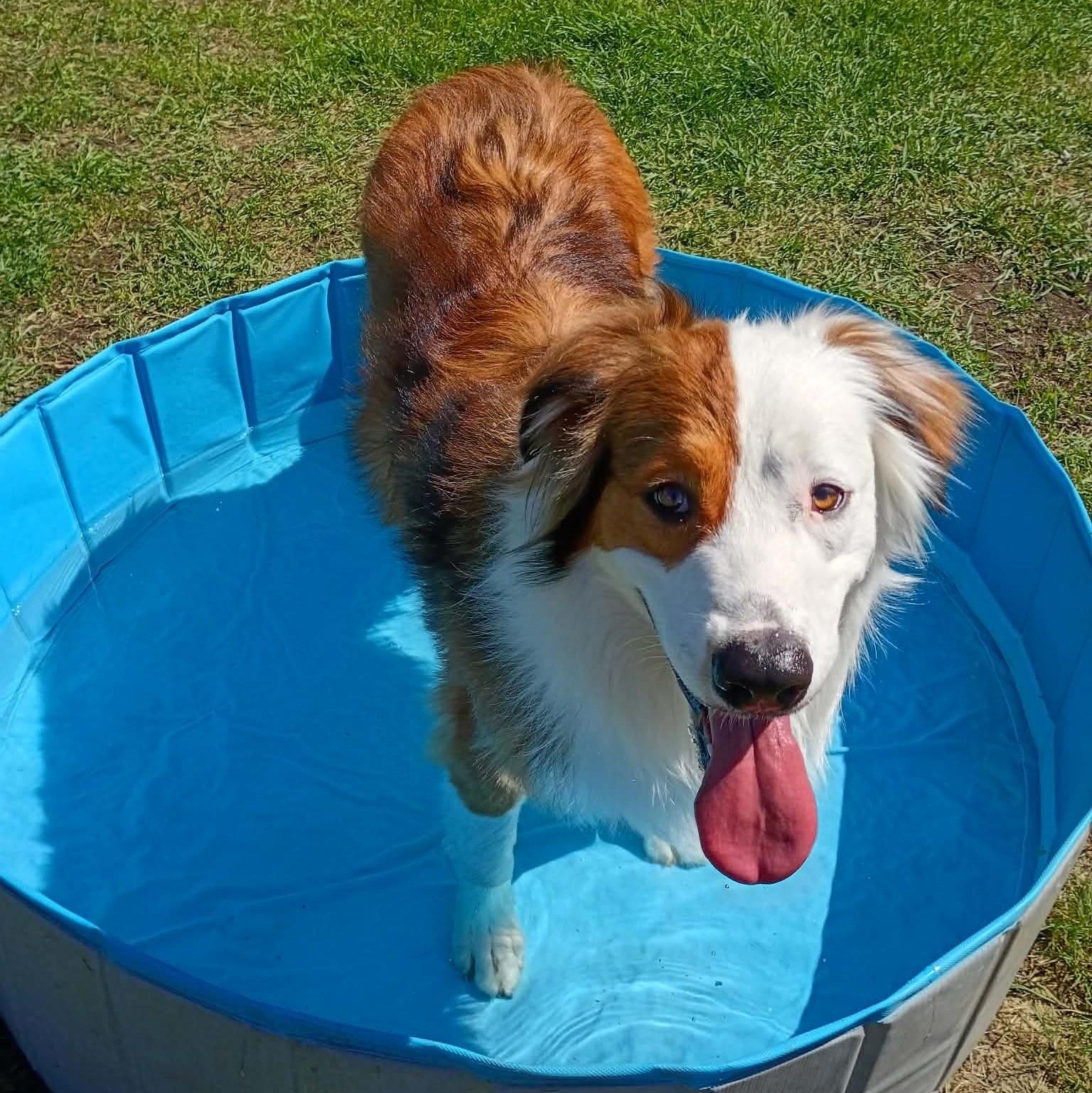 Parker, a ADOPTABLE mixed breed in Yakima, WA image 4/6
