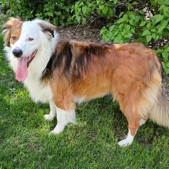 Parker, a ADOPTABLE mixed breed in Yakima, WA image 6/6