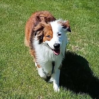 Parker, a ADOPTABLE mixed breed in Yakima, WA image 2/6