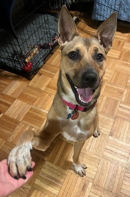 Enlarge Laika, a Adoptable mixed breed in Great Barrington, MA image 2/6